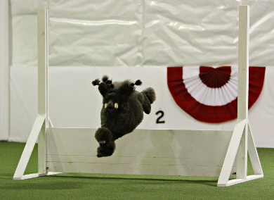 Obedience High Jump