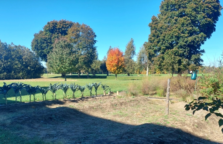 a garden approaching end of season. and a bright orange maple tree against a clear blue sky.