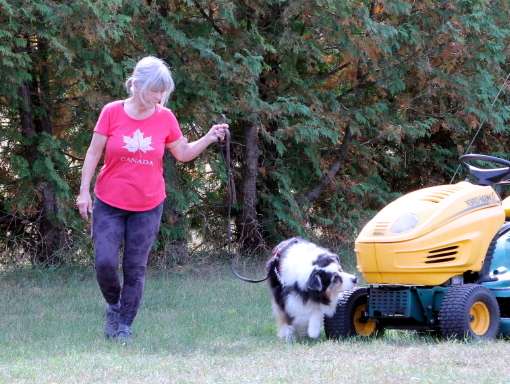 Dog searching for scent on tractor at scent detection trial