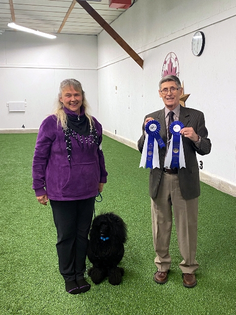 our miniature poodle Jyve receiving achieving CKC CD title in 2024